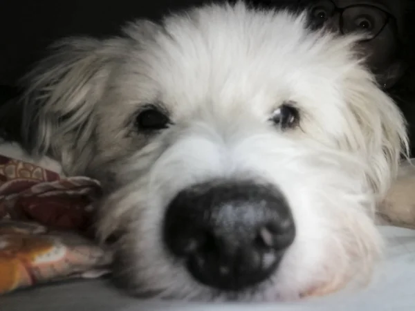 Cão Peludo Doce Bonito Deitado Sua Cama Com Colar Elizabethan — Fotografia de Stock