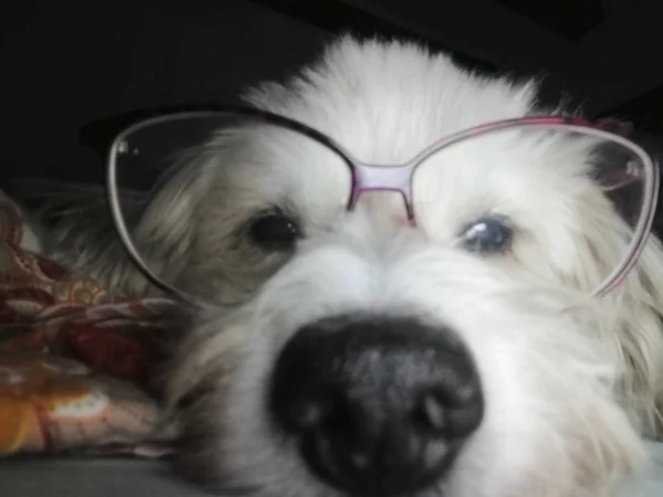 Cute Sweet Furry Dog Lying Bed Glasses — Stock Photo, Image