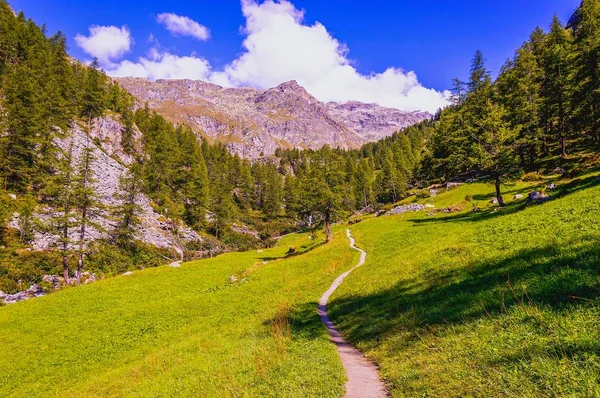Sentiero Escursionistico Bosco Nella Valle Gressoney Vicino Monte Rosa — Foto Stock