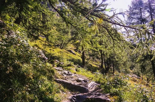 Pěší Cesta Lese Údolí Gressoney Poblíž Monte Rosa — Stock fotografie
