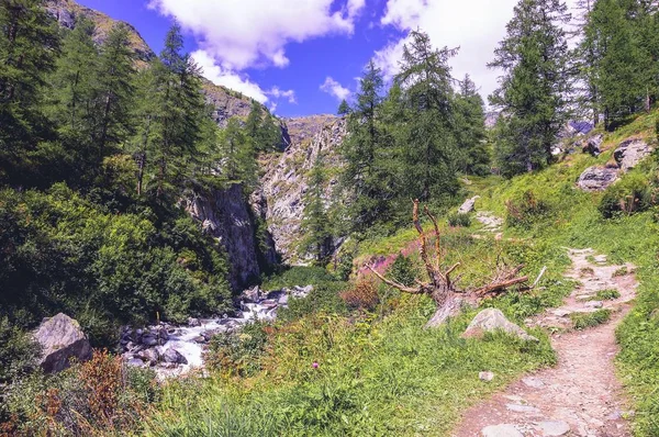Pěší Cesta Lese Údolí Gressoney Poblíž Monte Rosa — Stock fotografie