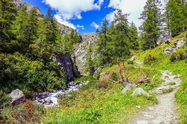 Pěší Cesta Lese Údolí Gressoney Poblíž Monte Rosa — Stock fotografie