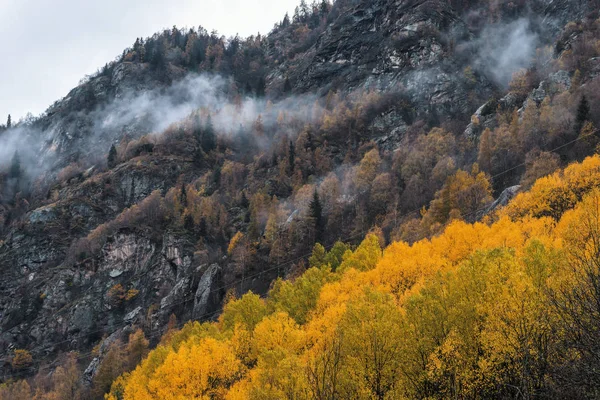 Floresta Nebulosa Vale Gressoney Perto Monte Rosa Durante Outono — Fotografia de Stock