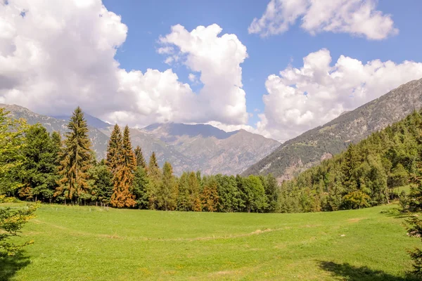 Bois Alpin Dans Vallée Gressoney Près Monte Rosa — Photo