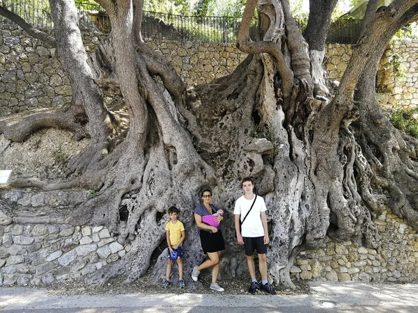 Eine Familie Vor Einem Jahrtausendealten Olivenbaum Der Französischen Riviera — Stockfoto