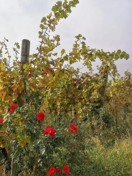 Vista Panorâmica Dos Campos Uvas Recém Colhidos Outono Friuli Venezia — Fotografia de Stock