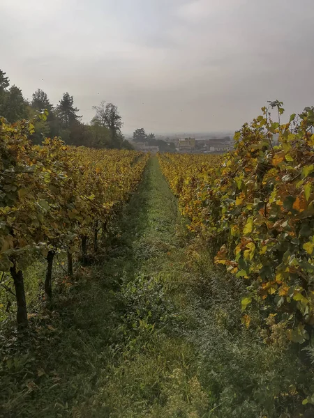 Vista Panoramica Dei Campi Uva Appena Raccolti Autunno Friuli Venezia — Foto Stock