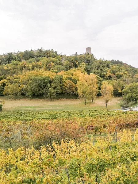 Vista Panorâmica Dos Campos Uvas Recém Colhidos Outono Próximo — Fotografia de Stock