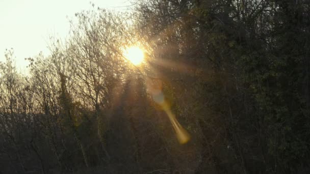 Lumière Soleil Travers Les Branches Dans Une Forêt Montferrat Pendant — Video