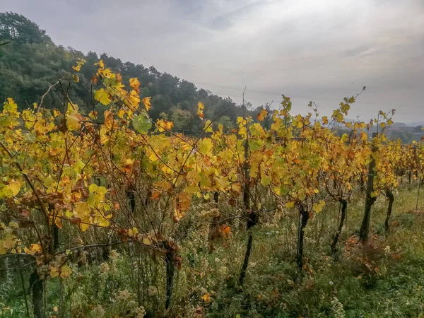 Scenic Visning Friskhøstede Druefelter Efteråret Friuli Venezia Giulia - Stock-foto