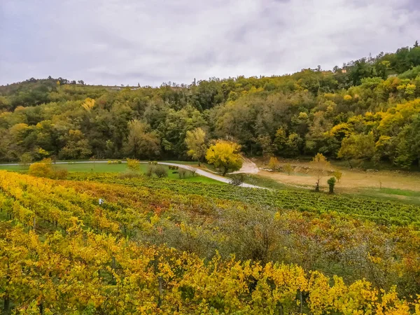 Schilderachtig Uitzicht Vers Geoogste Druiven Velden Herfst Omgeving Van Buje — Stockfoto