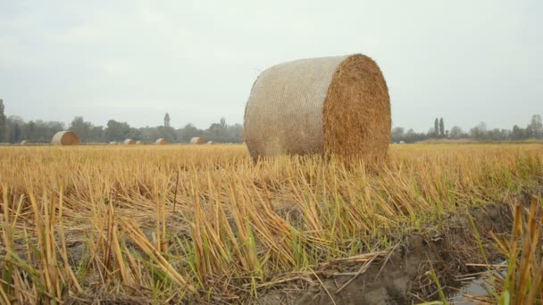 Fardos Heno Campiña Lomellina Durante Otoño — Vídeo de stock