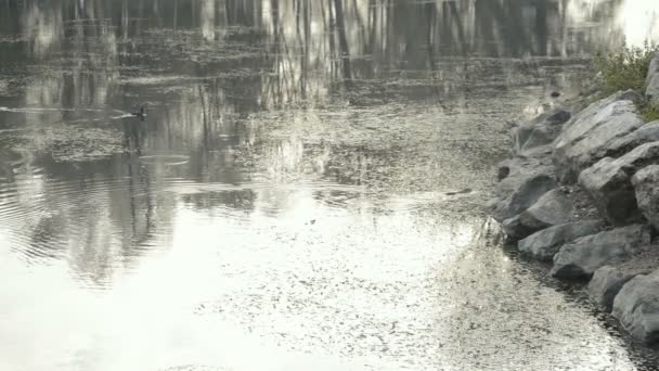 Animais Rio Que Nadam Rio Ticino Dia Frio Inverno — Vídeo de Stock