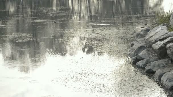 在寒冷的冬日里在提契诺河游泳的河流动物 — 图库视频影像
