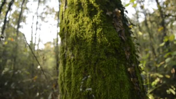 Arbres Arbustes Dans Une Forêt Parc Naturel Rivière Tessin Hiver — Video