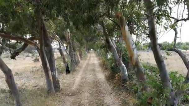 Ülkede Yol Salento Apulia Bölgesi Güney Talya — Stok video