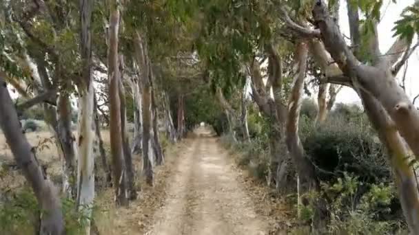Carretera Campo Salento Región Apulia Sur Italia — Vídeo de stock