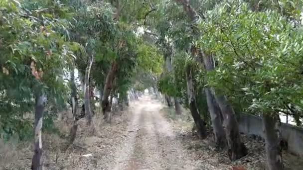 Landstraße Salento Apulien Region Süditalien — Stockvideo