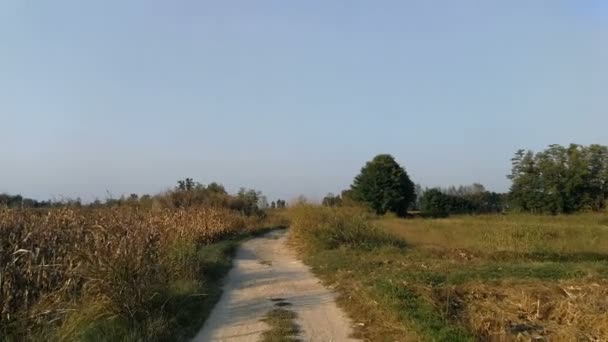 Gün Batımında Lomellina Ülkede Toprak Yol — Stok video