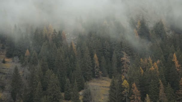 Misty Forest Valley Gressoney Monte Rosa Autumn — Stock Video