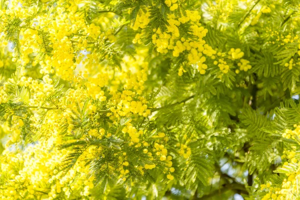 Planta Mimosa Riviera Francesa Soleado Día Invierno — Foto de Stock