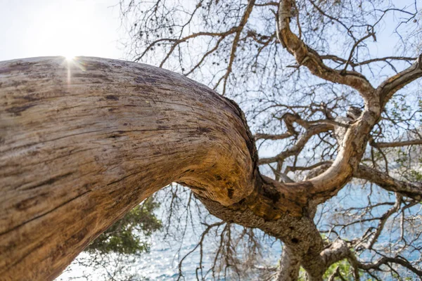 在一个阳光明媚的日子里 法国里维埃拉的海松树干 — 图库照片