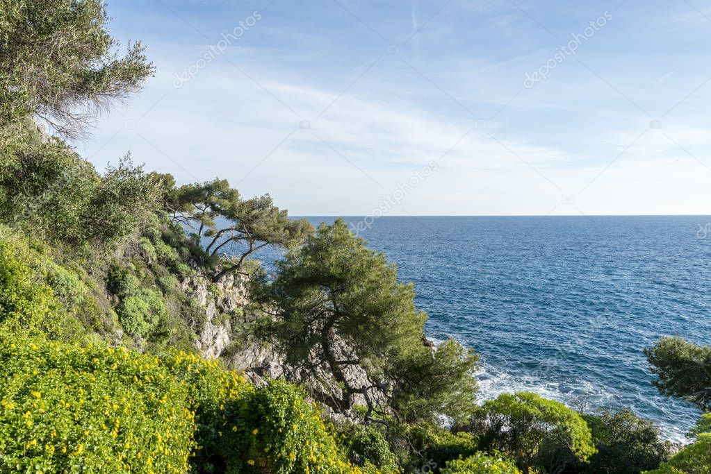 Yellow flowers on the seacoast of Cap Martin in a sunny winter day