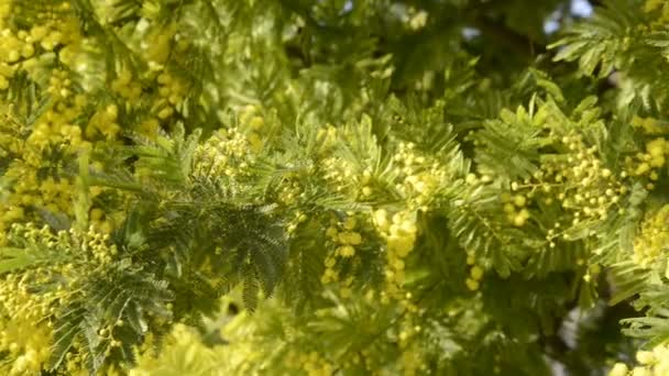 Растение Мимоза Французской Ривьере Солнечный Зимний День — стоковое видео