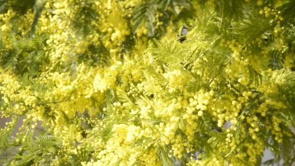Растение Мимоза Французской Ривьере Солнечный Зимний День — стоковое видео