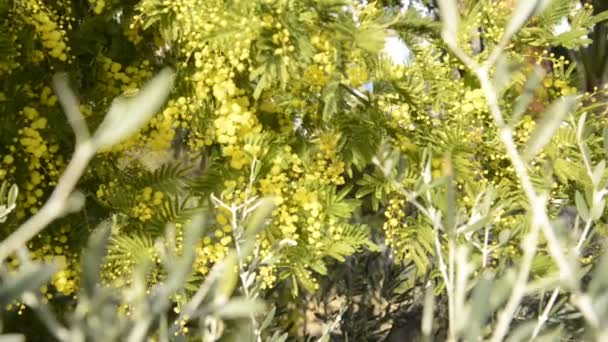 Planta Mimosa Riviera Francesa Soleado Día Invierno — Vídeo de stock
