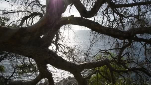 Tronc Pin Maritime Sur Côte Azur Par Une Journée Ensoleillée — Video