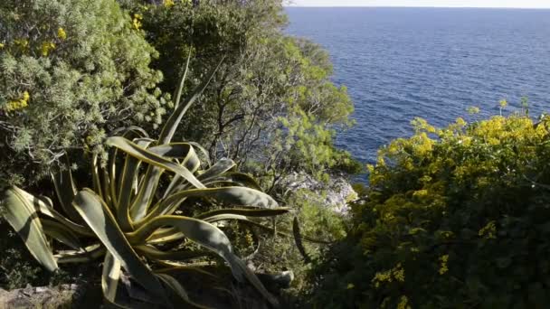 Cap Martin Sahil Güneşli Kış Günü Içinde — Stok video