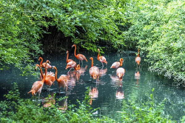 Rózsaszín Flamingók — Stock Fotó