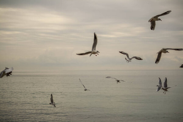 Seagulls flying in a cloudy day of winter