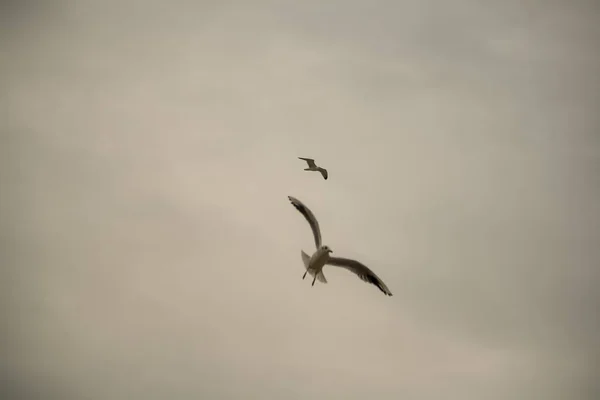 Gaviotas Volando Día Nublado Invierno —  Fotos de Stock