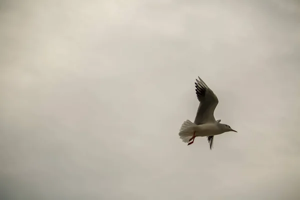 海鸥在阴天冬季飞翔 — 图库照片