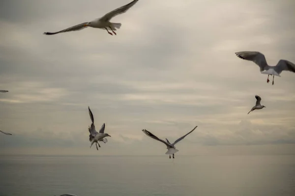 Mouettes Volant Par Une Journée Nuageuse Hiver — Photo