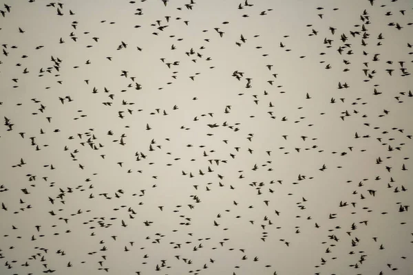 Pássaros Voando Dia Nublado Inverno — Fotografia de Stock