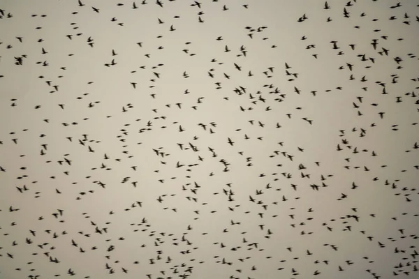 Pássaros Voando Dia Nublado Inverno — Fotografia de Stock