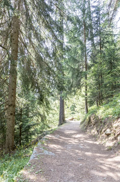 Alpské Dřevo Údolí Gressoney Poblíž Monte Rosa — Stock fotografie