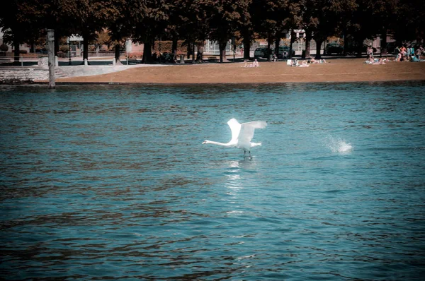 Cisne Que Voa Água Lago Maggiore — Fotografia de Stock