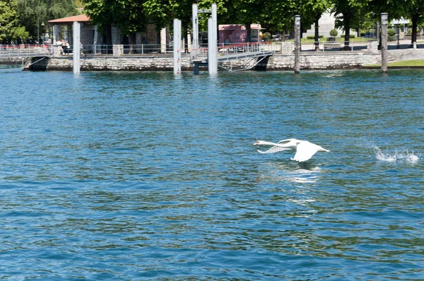 Cisne Que Voa Água Lago Maggiore — Fotografia de Stock