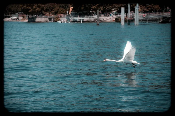 Cisne Que Vuela Sobre Agua Lago Mayor —  Fotos de Stock