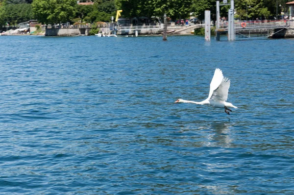 Cisne Que Voa Água Lago Maggiore — Fotografia de Stock