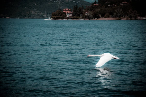 Cisne Que Voa Água Lago Maggiore — Fotografia de Stock