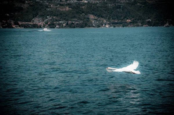 Cisne Que Voa Água Lago Maggiore — Fotografia de Stock