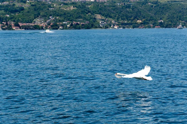 Лебедь Летящий Воде Озере Маджоре — стоковое фото