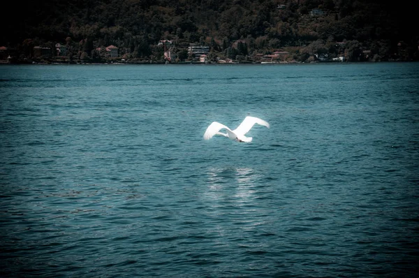 Cisne Que Vuela Sobre Agua Lago Mayor —  Fotos de Stock