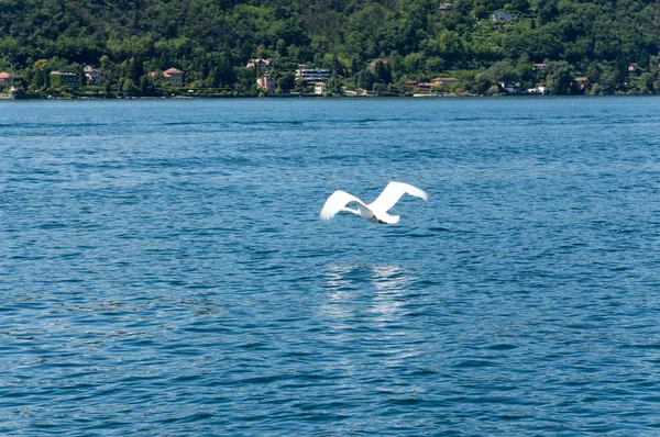 在马焦雷湖上飞的天鹅 — 图库照片