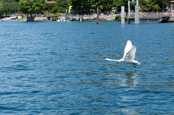 マッジョーレ湖の水の上を飛ぶ白鳥 ストックフォト